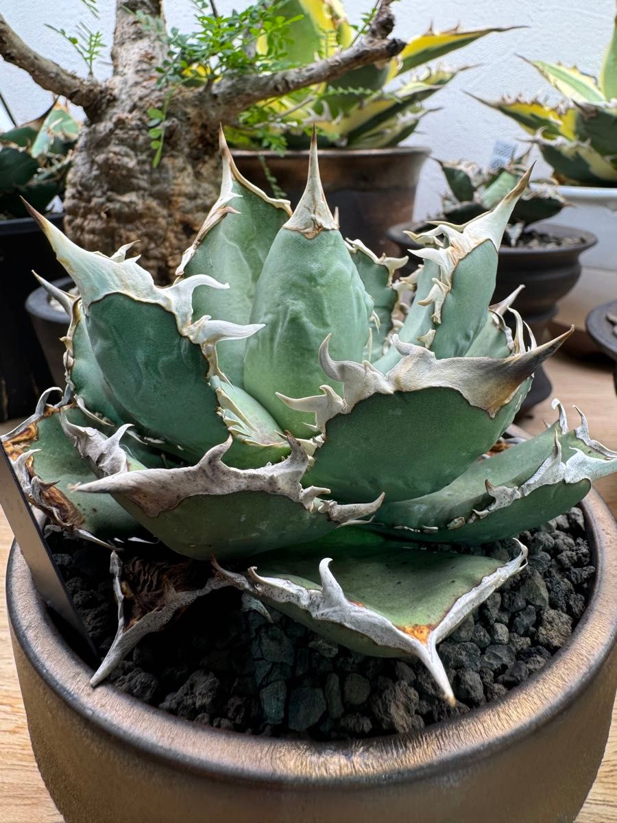 アガベ チタノタ FO-076 子株付きノーネーム コレクション株｜Yahoo