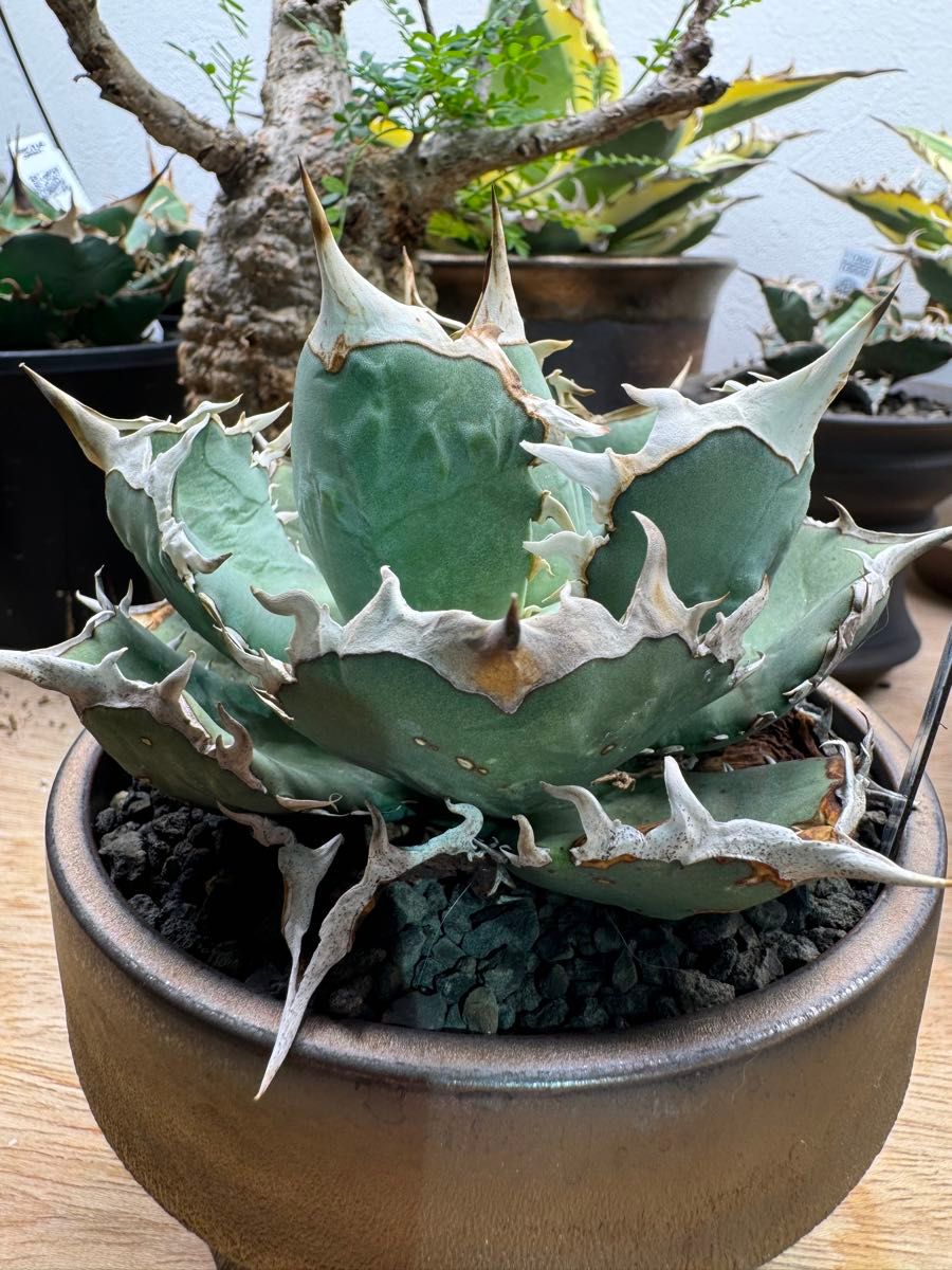 アガベ チタノタ FO-076 子株付きノーネーム コレクション株｜Yahoo