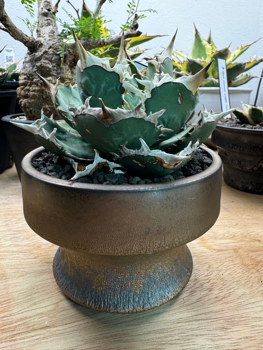 アガベ チタノタ FO-076 子株付きノーネーム コレクション株｜Yahoo