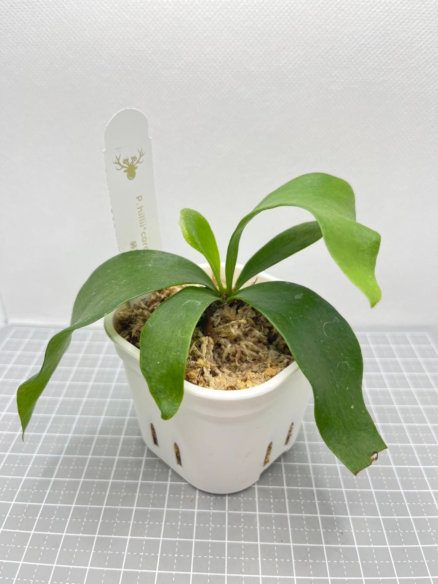 ビカクシダ hillii x coronarium 'Flamenco' TC｜Yahoo!フリマ（旧