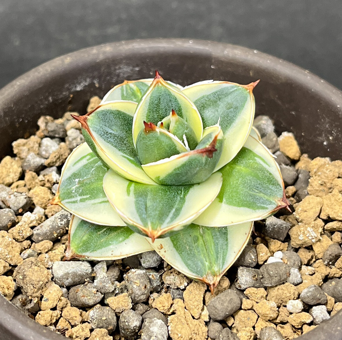 Yahoo!オークション - アガベ ピンキー 王妃笹の雪A型白覆輪 Agave fil