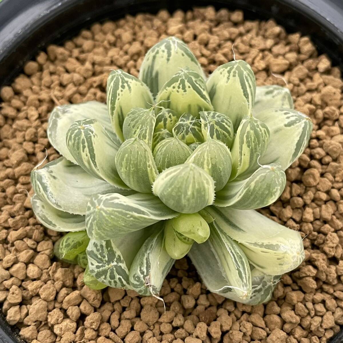 ≧∇≦）多肉植物 ハオルチア 白銀の露錦 分頭割る。 | （≧∇