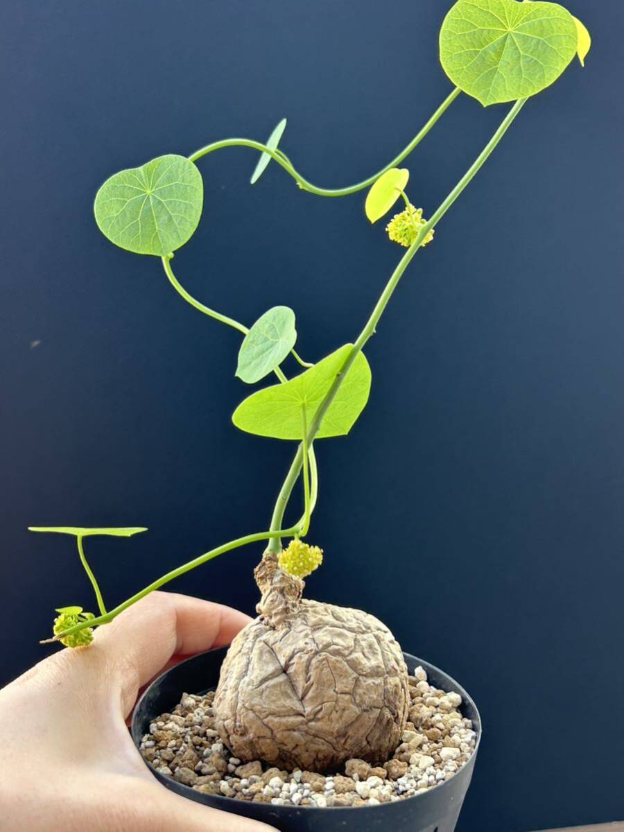 ステファニア スベローサ ヴェノサ Stephania suberosa ステファニア