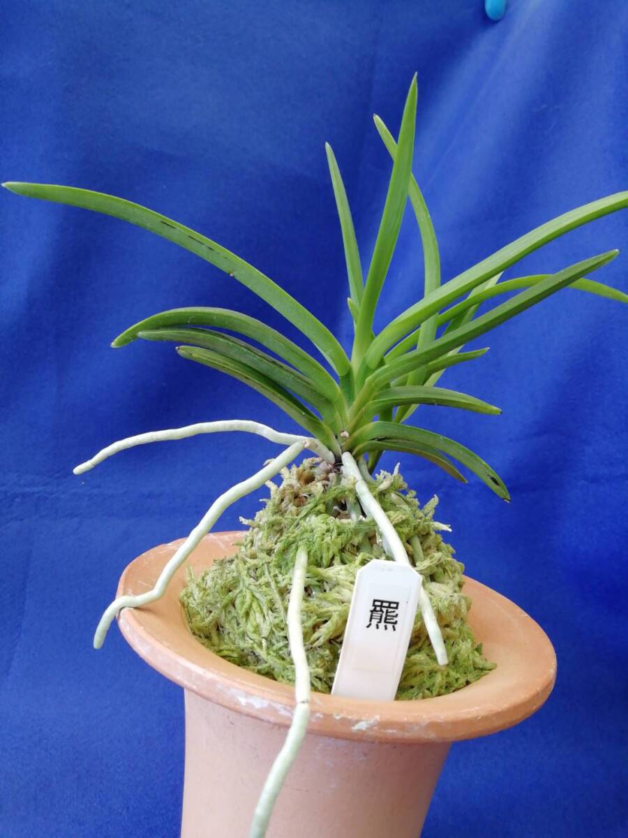 迎春特別出品】富貴蘭「天王羆の縞」 羆の光 : □ サムライ オーキッド