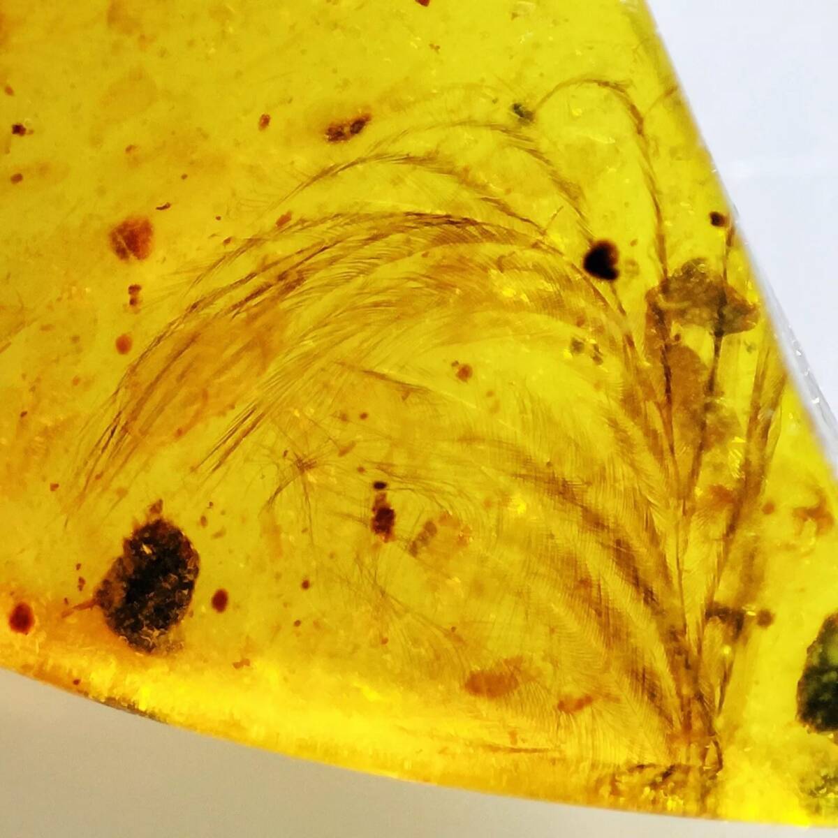 Yahoo!オークション - 希少・羽毛入り琥珀 ビルマ ミャンマー 琥珀 羽