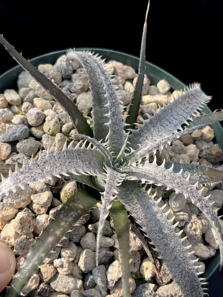 ディッキア ワレン Dyckia Warren Bill Baker ディッキア ワレン