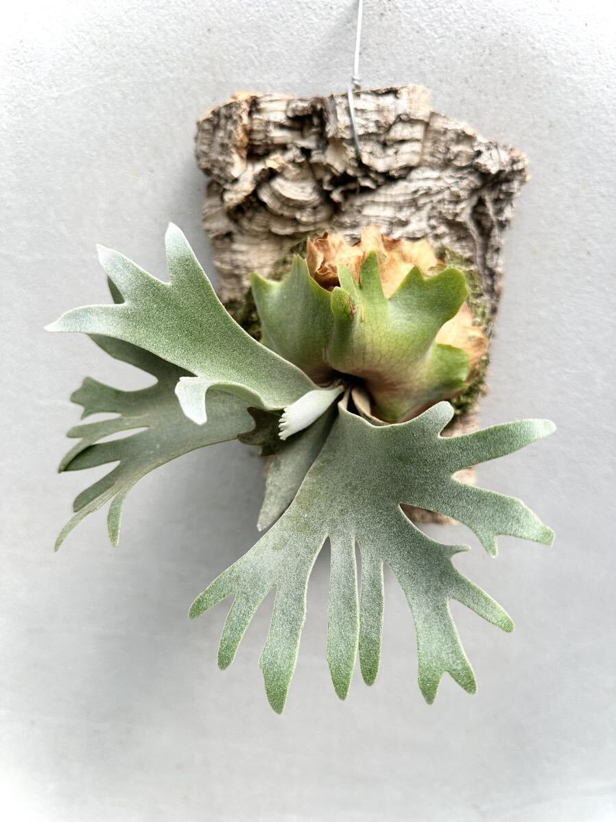 Yahoo!オークション - P. willinckii 'Golden Boy' spore grown 金童【