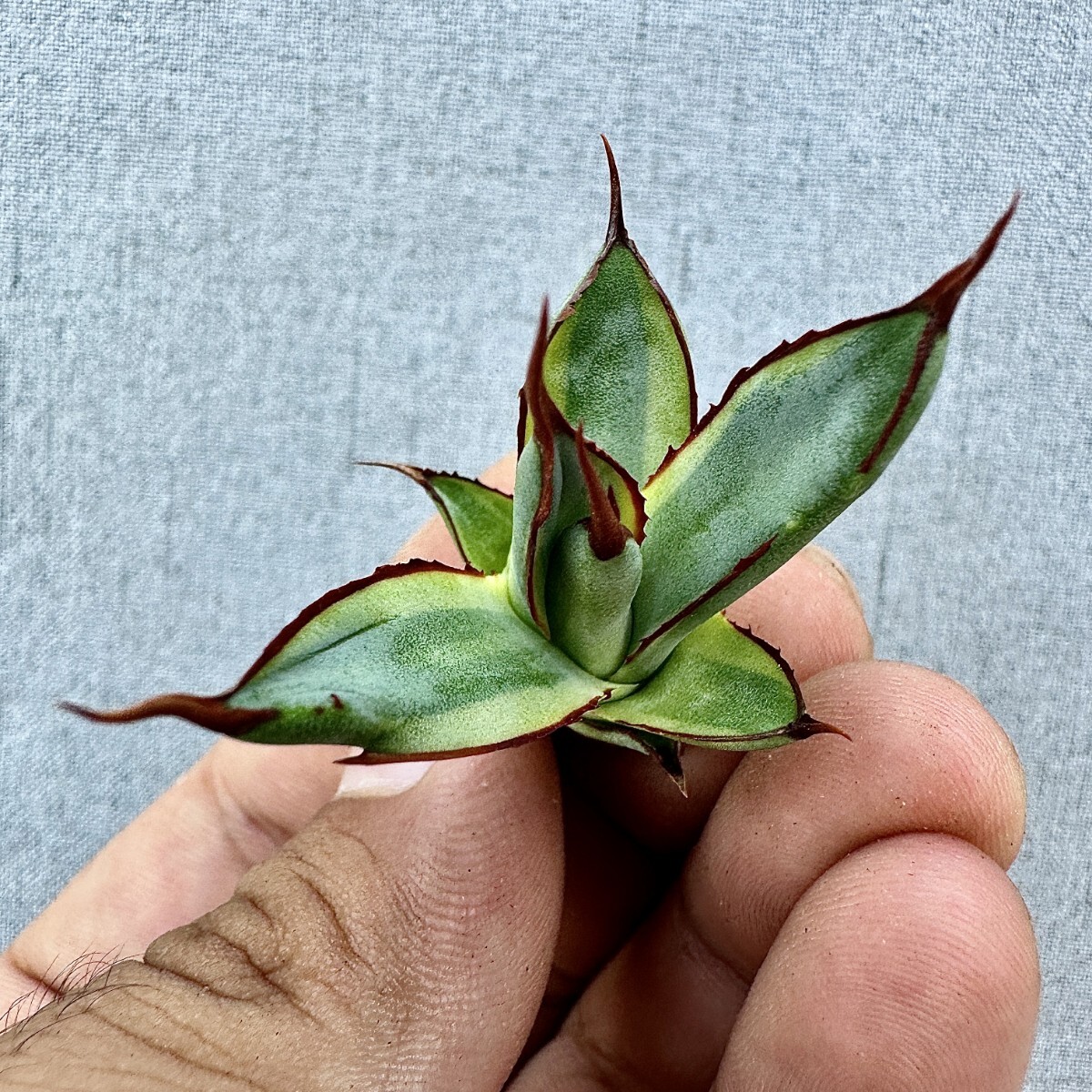 多肉植物アガベチタノタ黒豹覆輪錦極上TC株