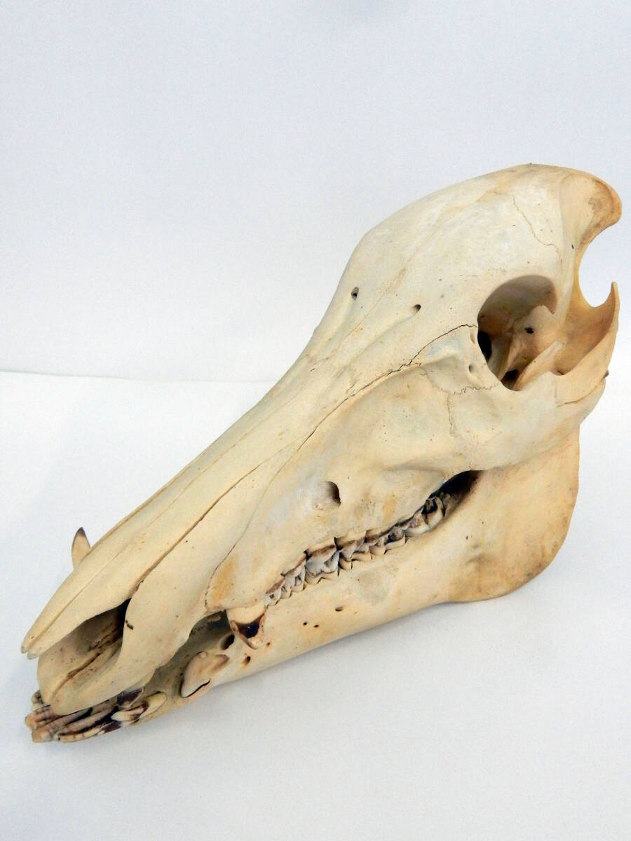 Yahoo!オークション - 【本物】イノシシの頭骨 猪頭骨 骨格標本 頭蓋骨