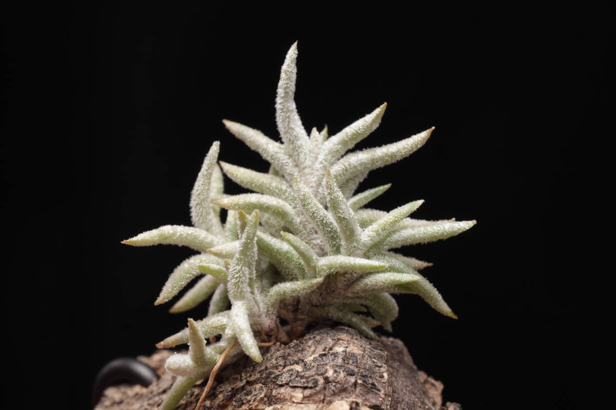 Yahoo!オークション - Tillandsia permutata(Tillandsia capillaris)