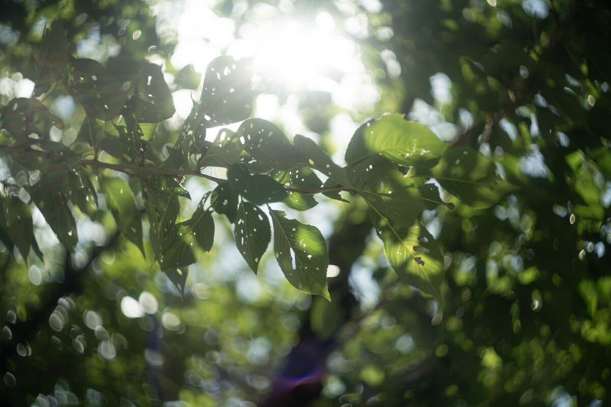 美品＋ 分解清掃済み Helios-44-2 58mm f2 ヘリオス44-2 M42ぐるぐる