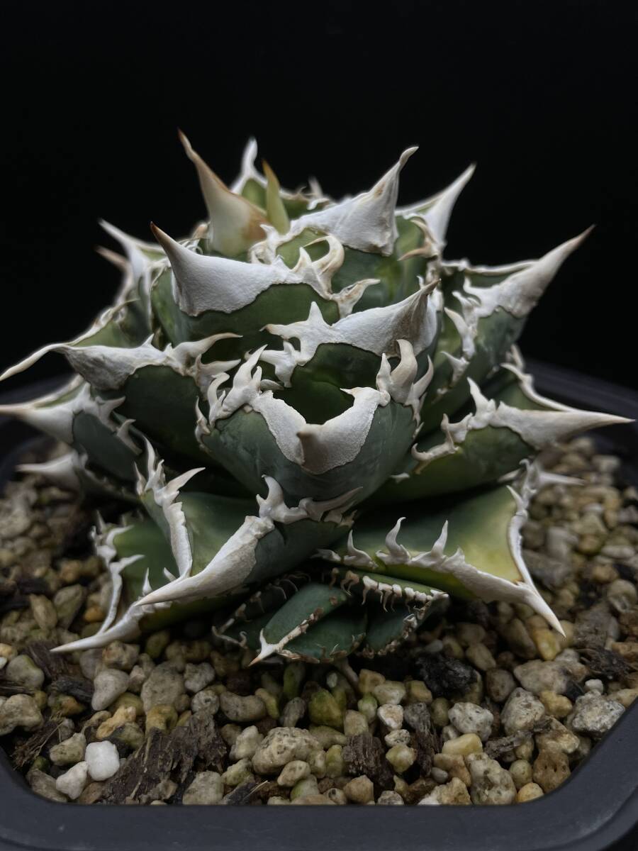 Yahoo!オークション - 【 IVORY ”W.A”】アガベ チノタノ 希少 子株②