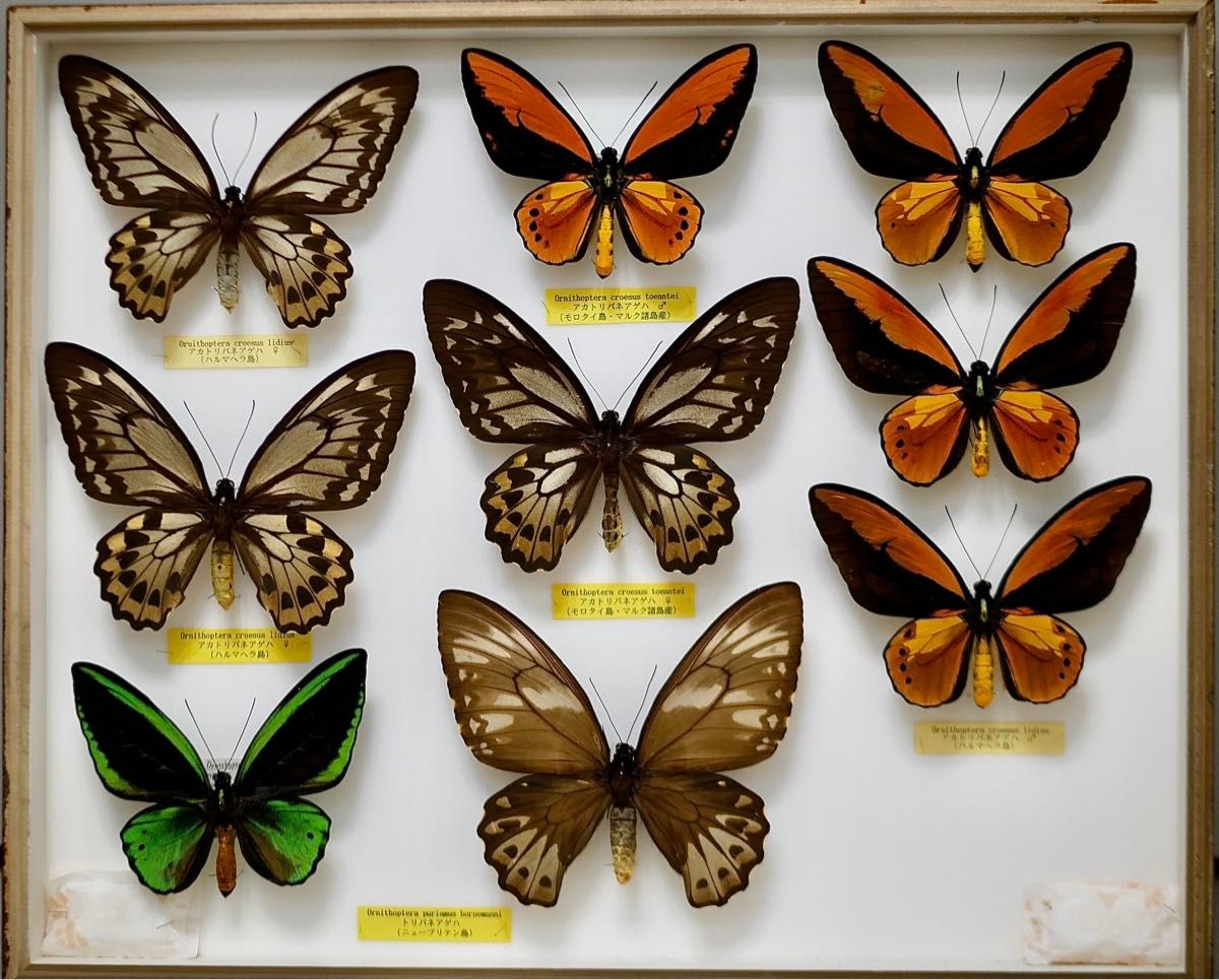 蝶標本 アカメガネトリバネアゲハ 産地別コレクション 研究用 大型