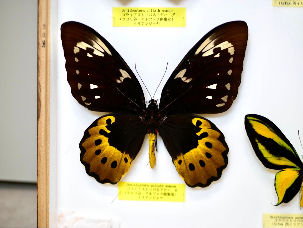 蝶標本トリバネアゲハ、オオルリアゲハなど19種37頭大型ドイツ標本箱2