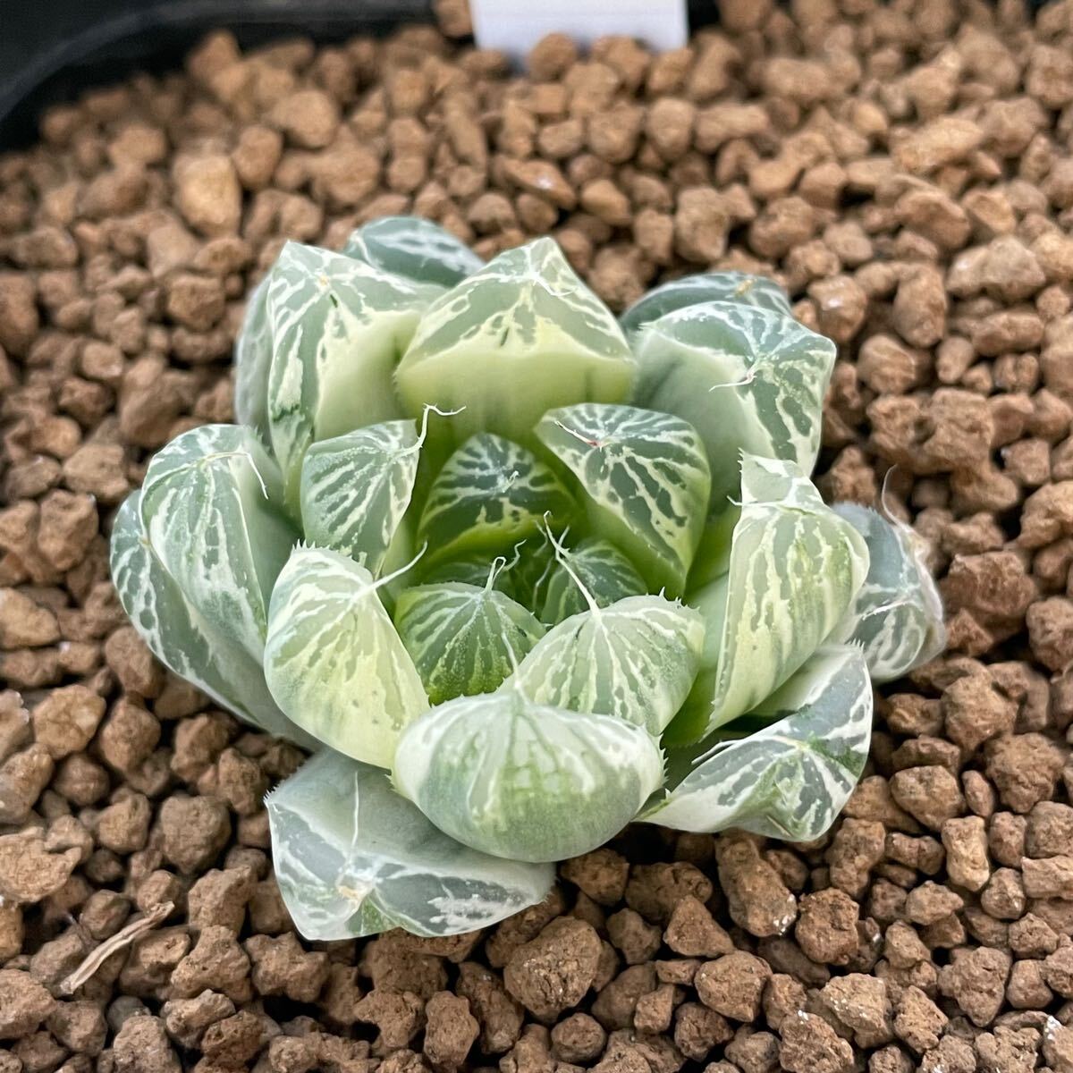 ≧∇≦）多肉植物 ハオルチア 白銀の露錦 分頭割る。 | （≧∇