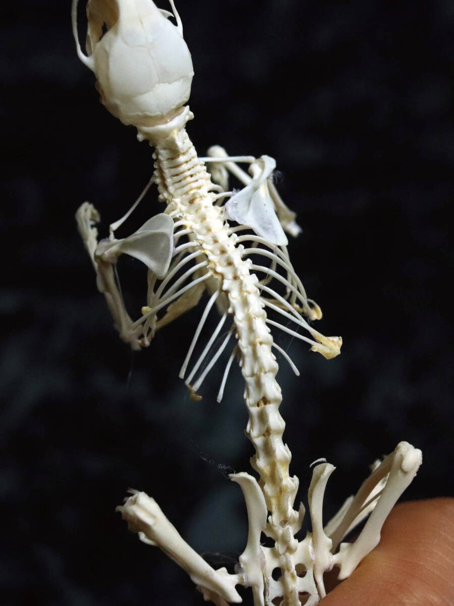 ネズミの全身骨格標本標本／頭骨／剥製｜Yahoo!フリマ（旧PayPayフリマ）