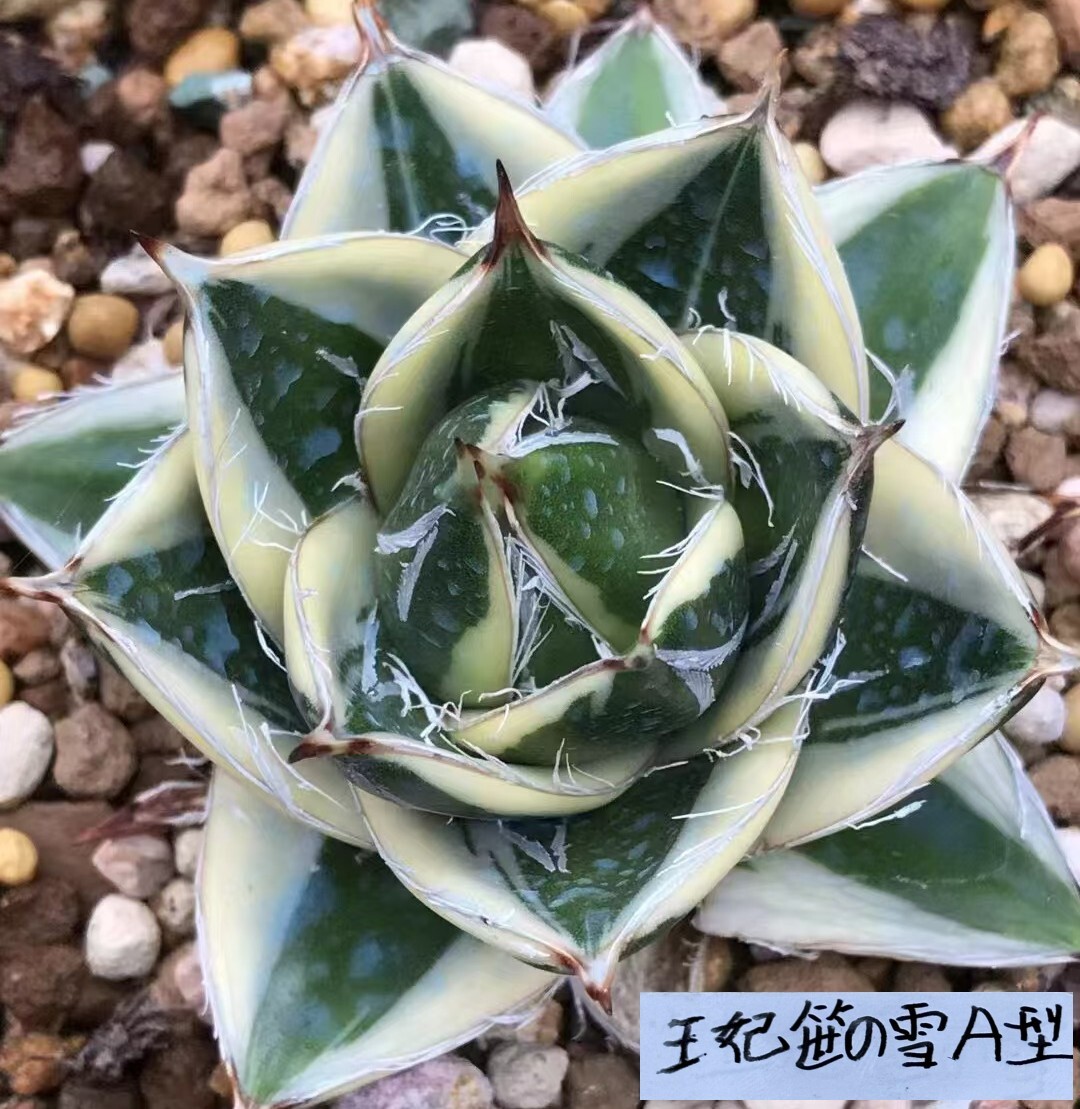 m*n様 【初売りオークション】33 活着 赤棘 アガベ 王妃笹の雪A型