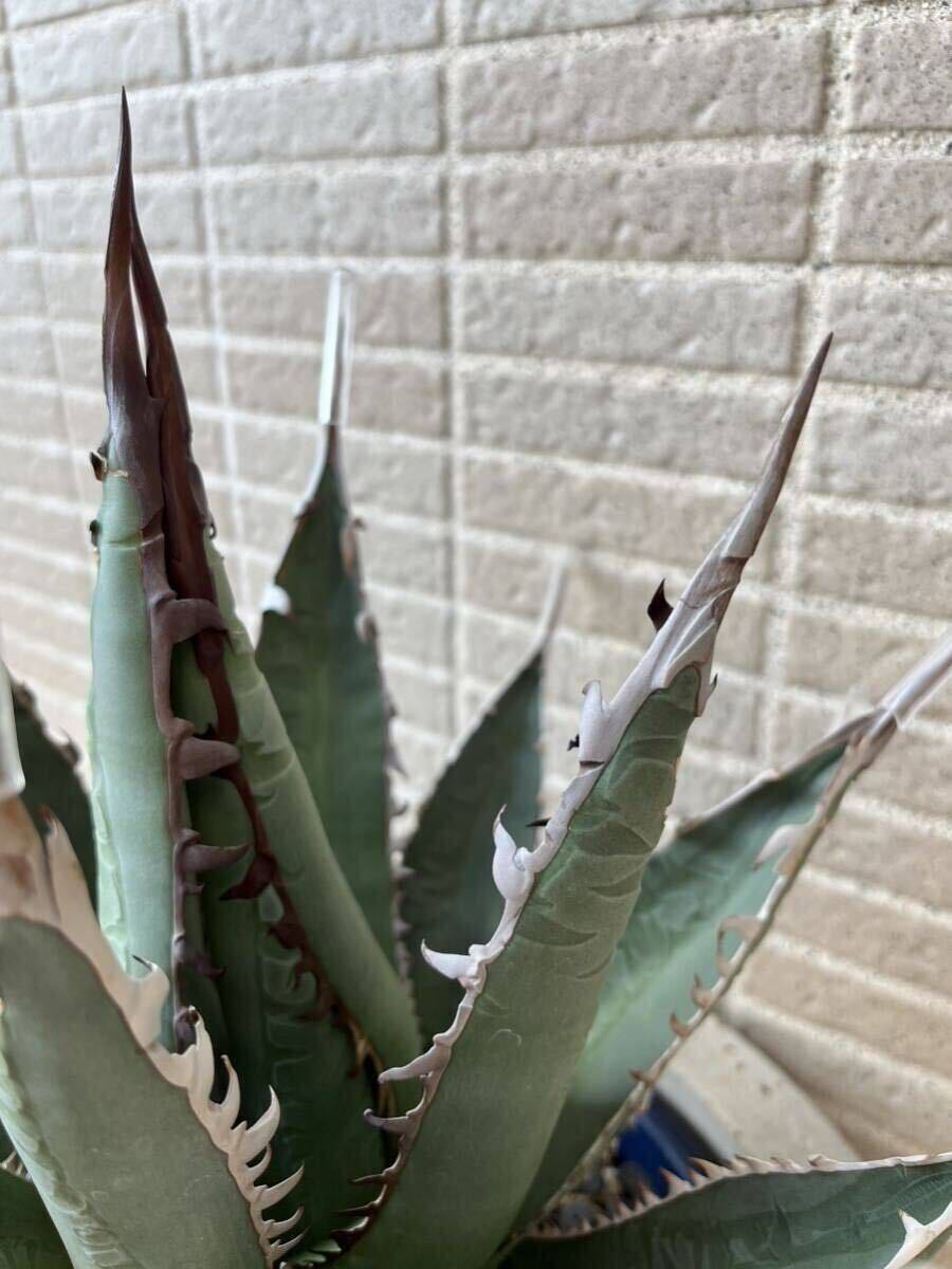Yahoo!オークション - 大株 hidden agave 希少'White fang'agave x ア