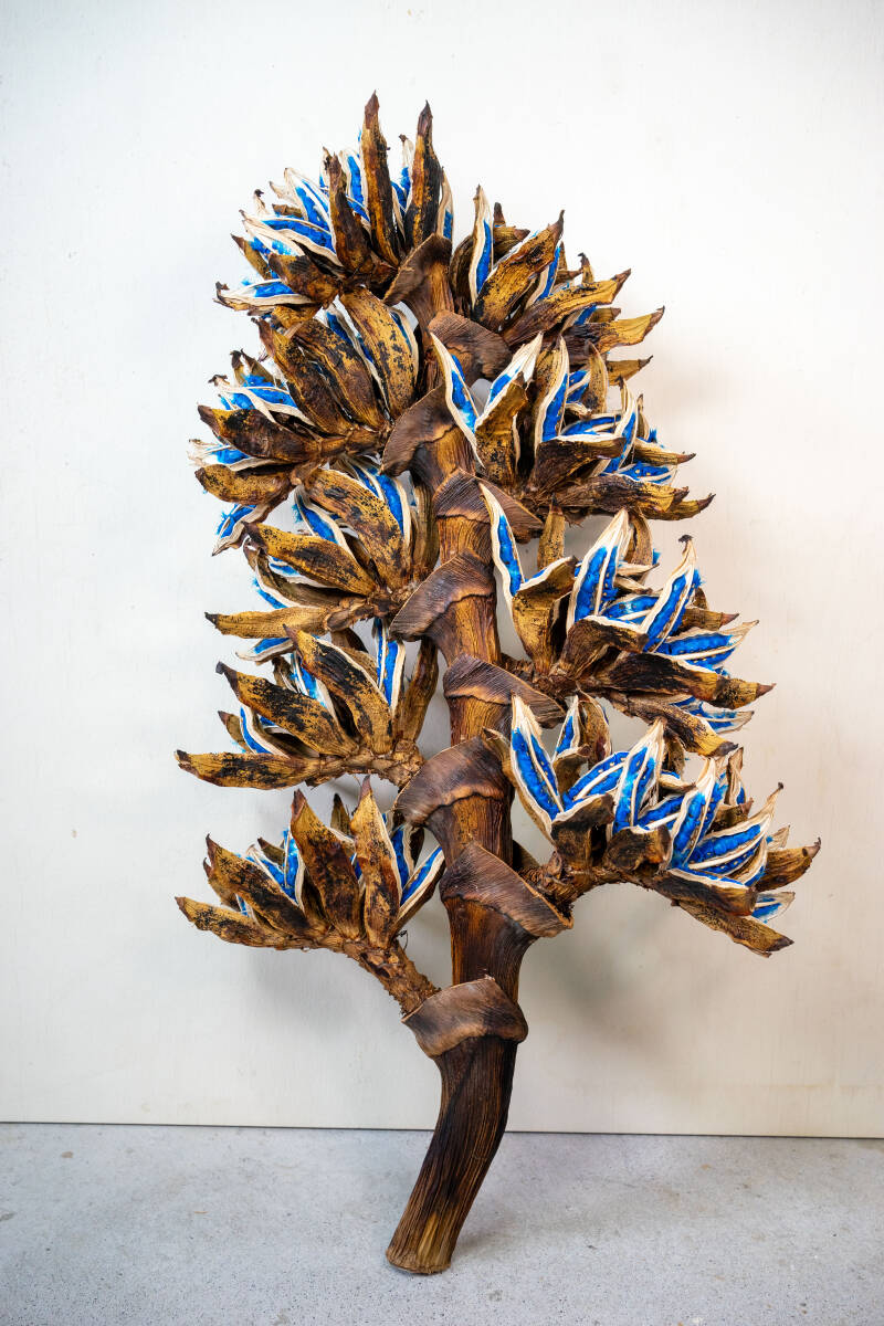 Yahoo!オークション - タビビトノキ 青い種 旅人の木 6 オオギバショウ