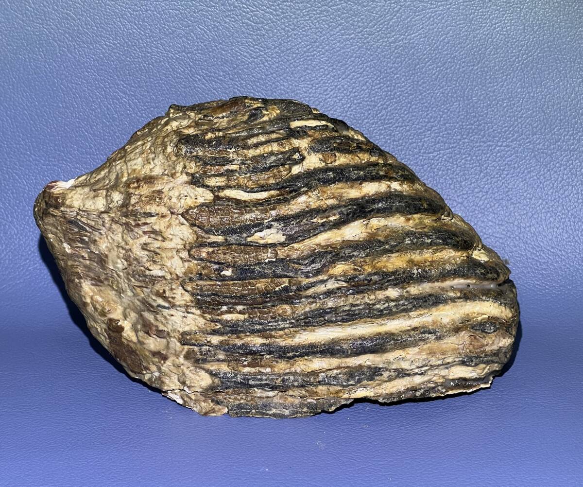 Yahoo!オークション - マンモス ナウマンゾウ 歯化石 臼歯 新生代第四