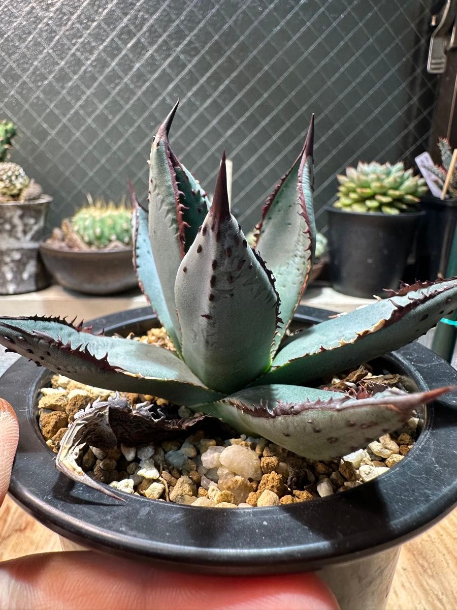 子株出品 アガベ 笹の雪×屈原の舞扇 国内実生 ハイブリッド 超選抜苗