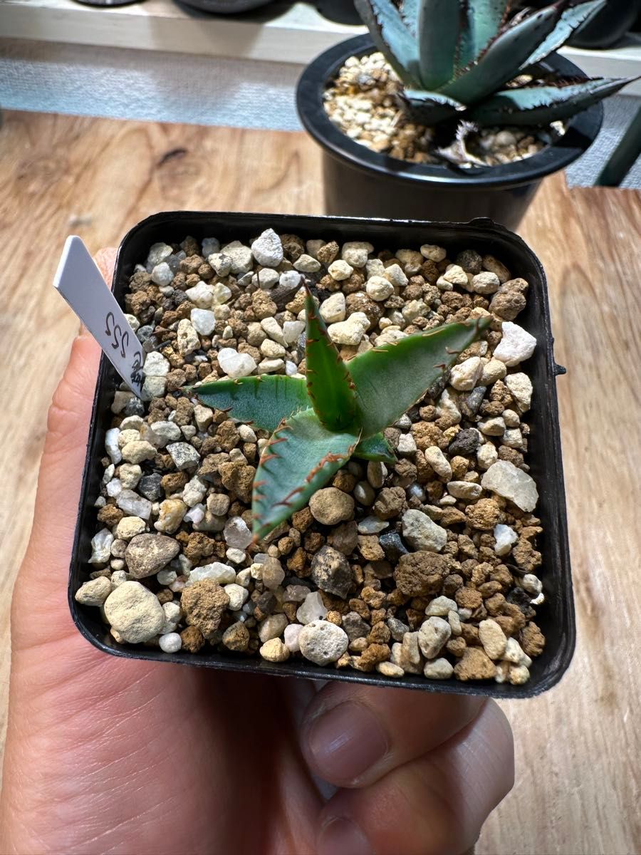 子株出品 アガベ 笹の雪×屈原の舞扇 国内実生 ハイブリッド 超選抜苗