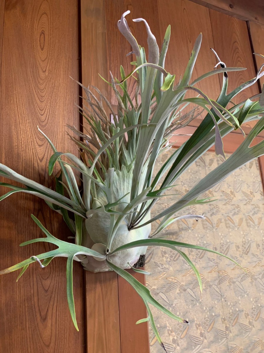 Yahoo!オークション - P.veitchii Limited species 2nd edition (ビー