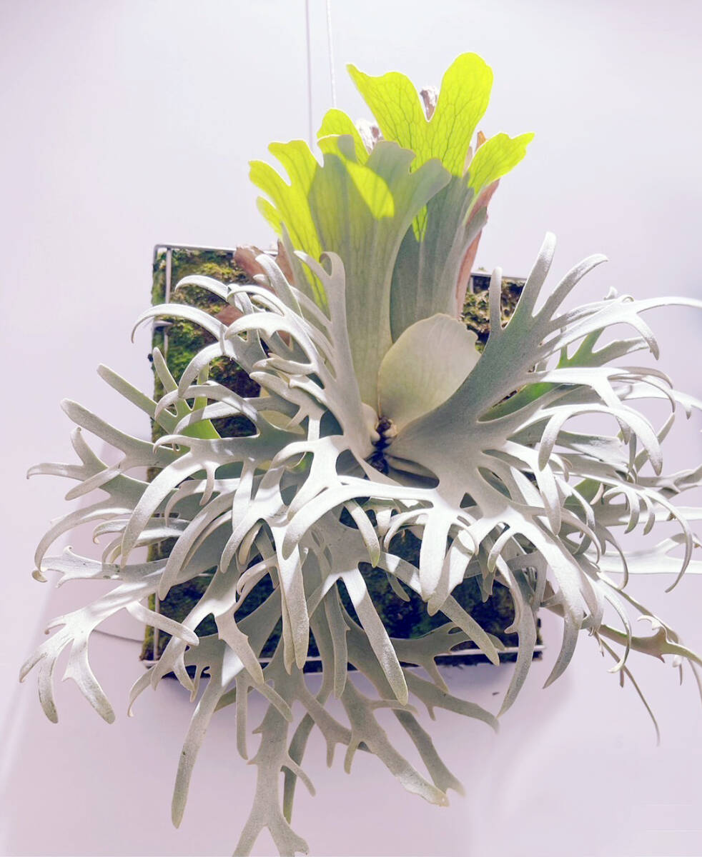 P willinckii 'Jenny' TC③ @bikamori com ウィリンキー ジェニー