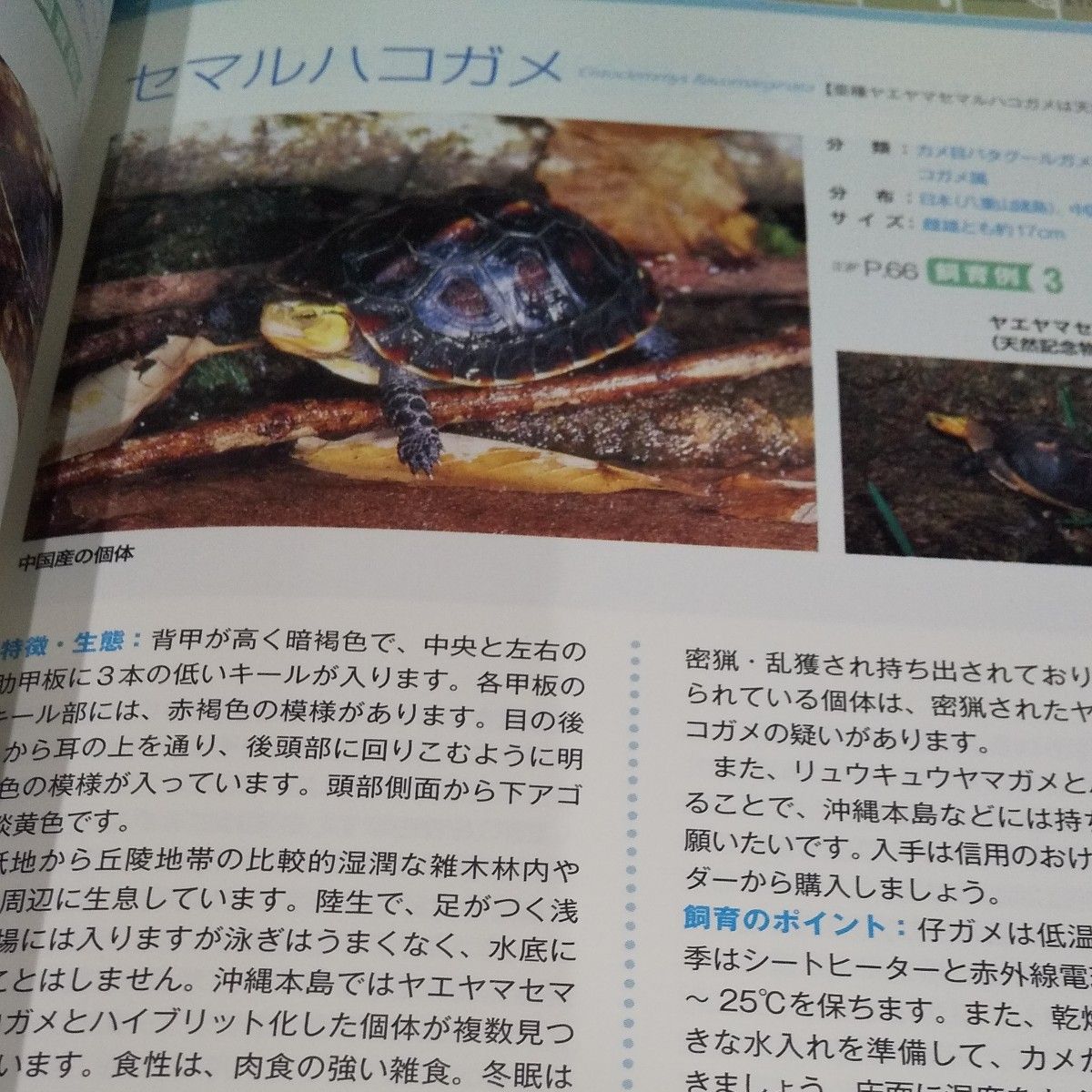 カメの本【3冊セット】｜Yahoo!フリマ（旧PayPayフリマ）