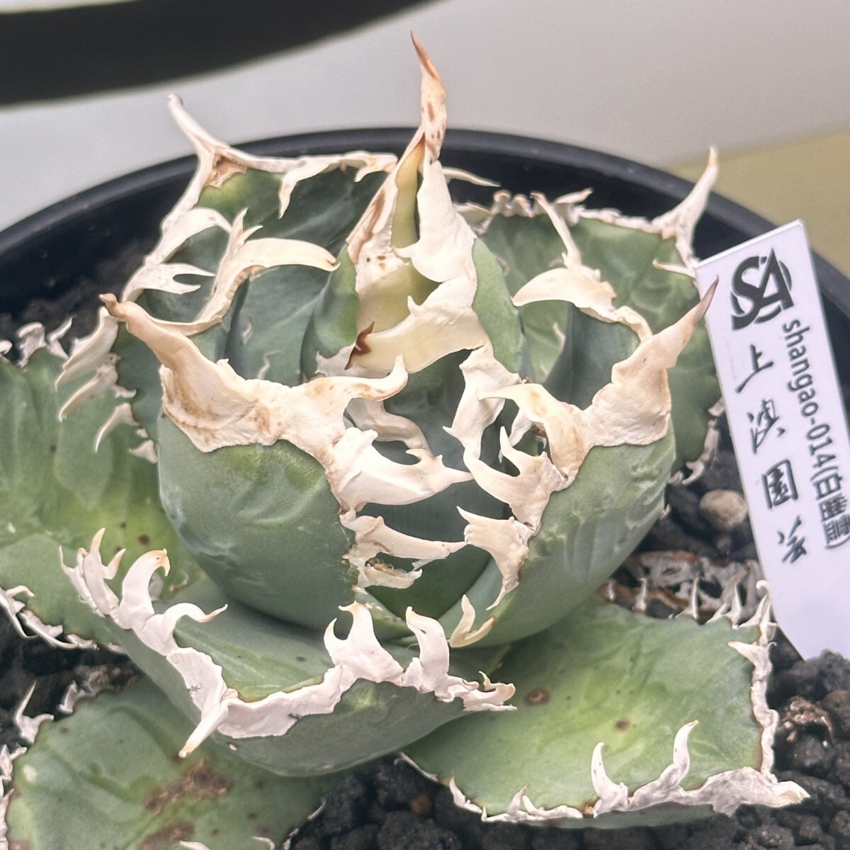 Yahoo!オークション - 201【上澳園芸】 アガベ チタノタ shangao-014