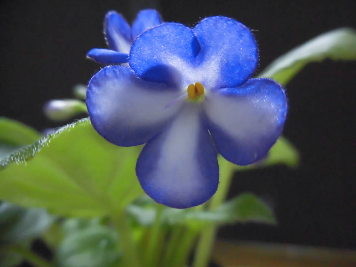 セントポーリア Zaca's ette 初開花株 縞花 セントポーリア Zaca's