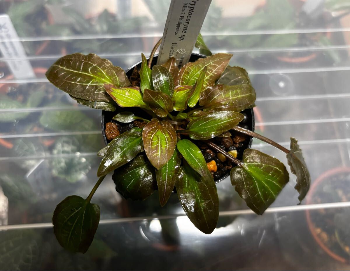 Yahoo!オークション - LA便 ADA LAB Cryptocoryne sp.Min-2 Philippine