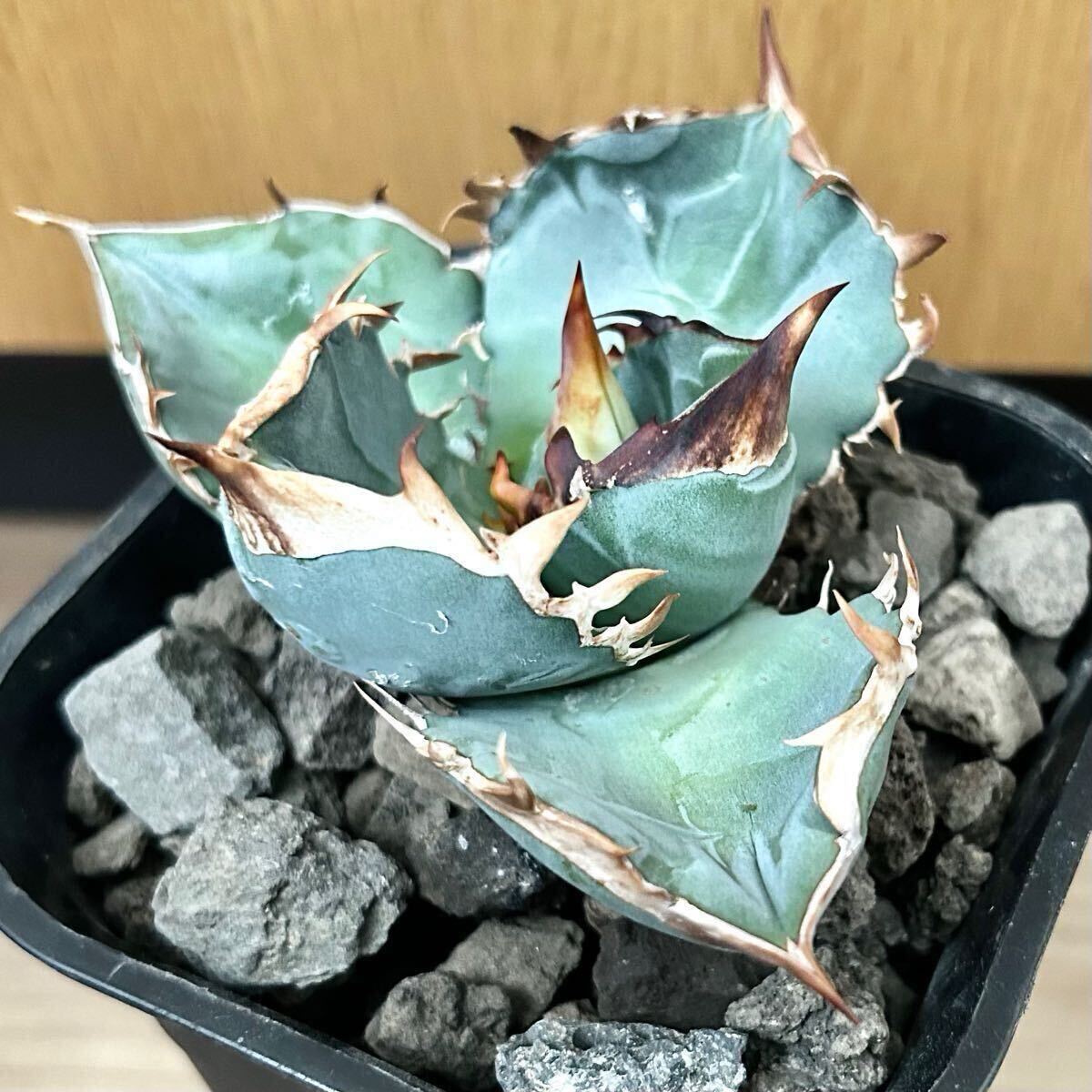 Yahoo!オークション - アガベ チタノタ 青犀牛 子株② 希少株 (チタノ