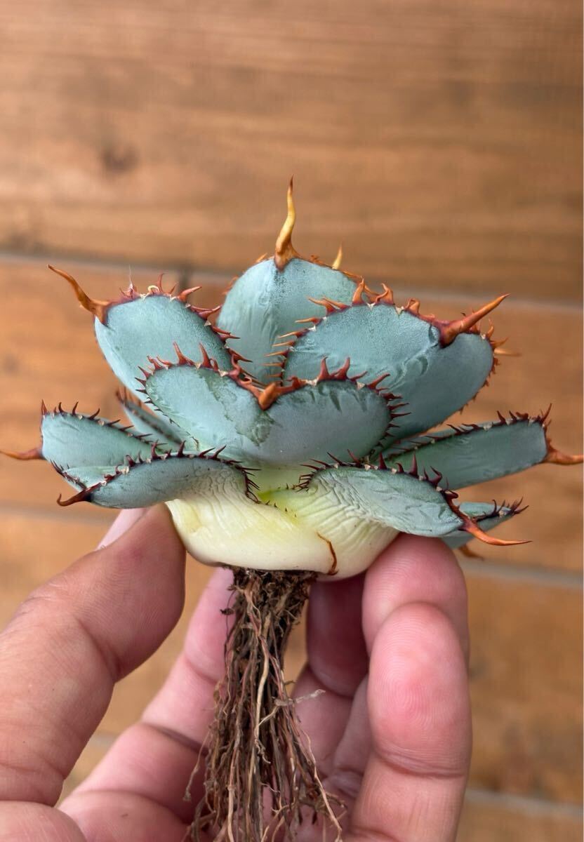 Yahoo!オークション - Agave 圓葉瓜達 guadalajarana Round アガベ グ