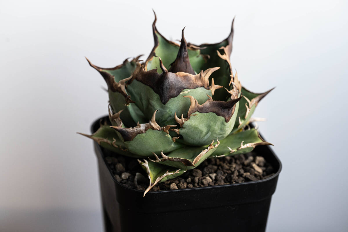 Yahoo!オークション - アガベ チタノタ Dennis 040 キングアーサー 子