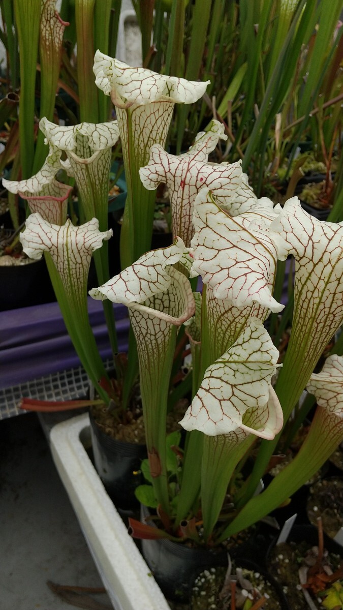 Yahoo!オークション - サラセニア ビッグ ホワイト sarracenia