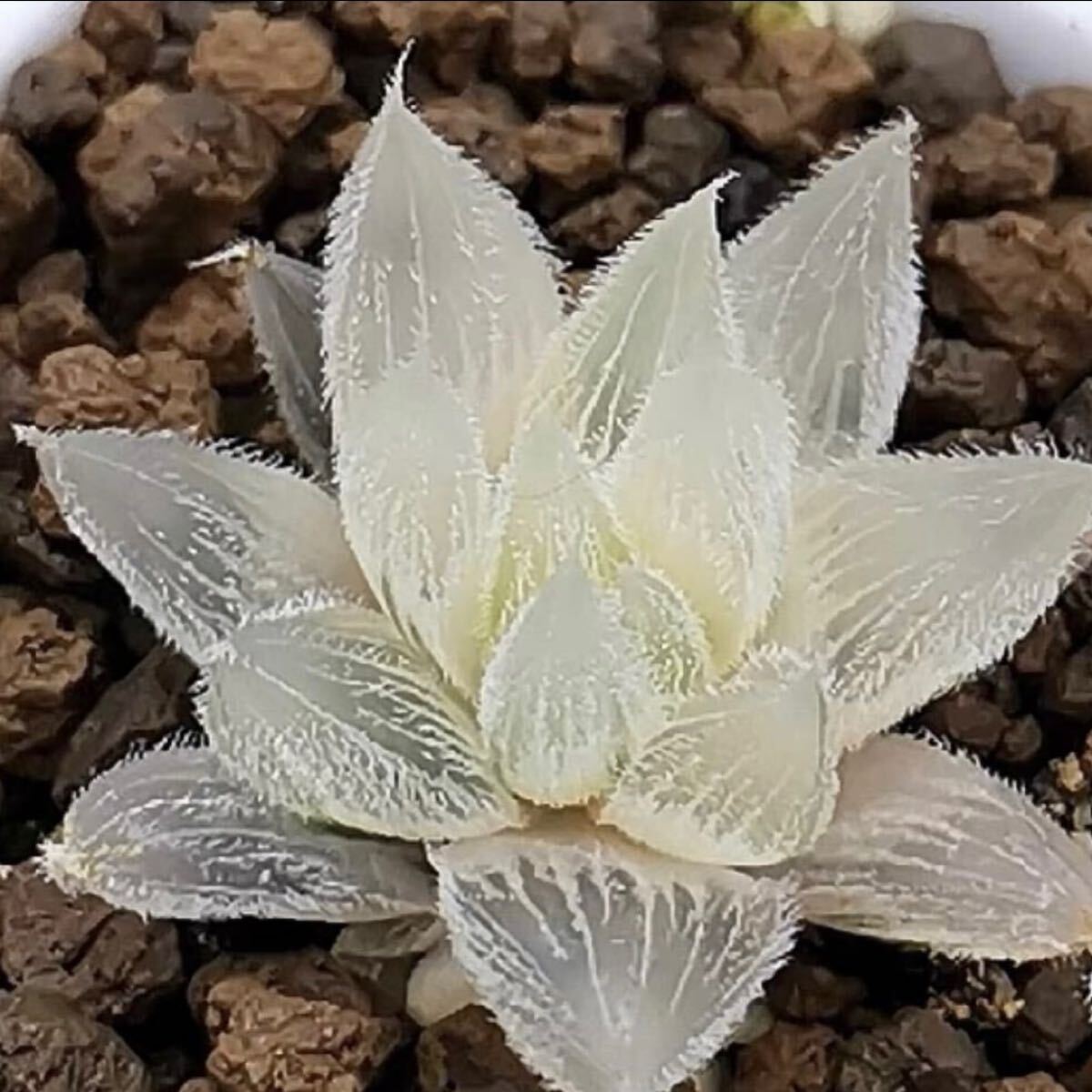Yahoo!オークション - 多肉植物 ハオルチア 白狐伝 糊斑 超美品