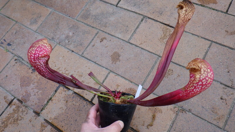 Yahoo!オークション - 食虫植物・ Sarracenia 'issei' サラセニア 'イ
