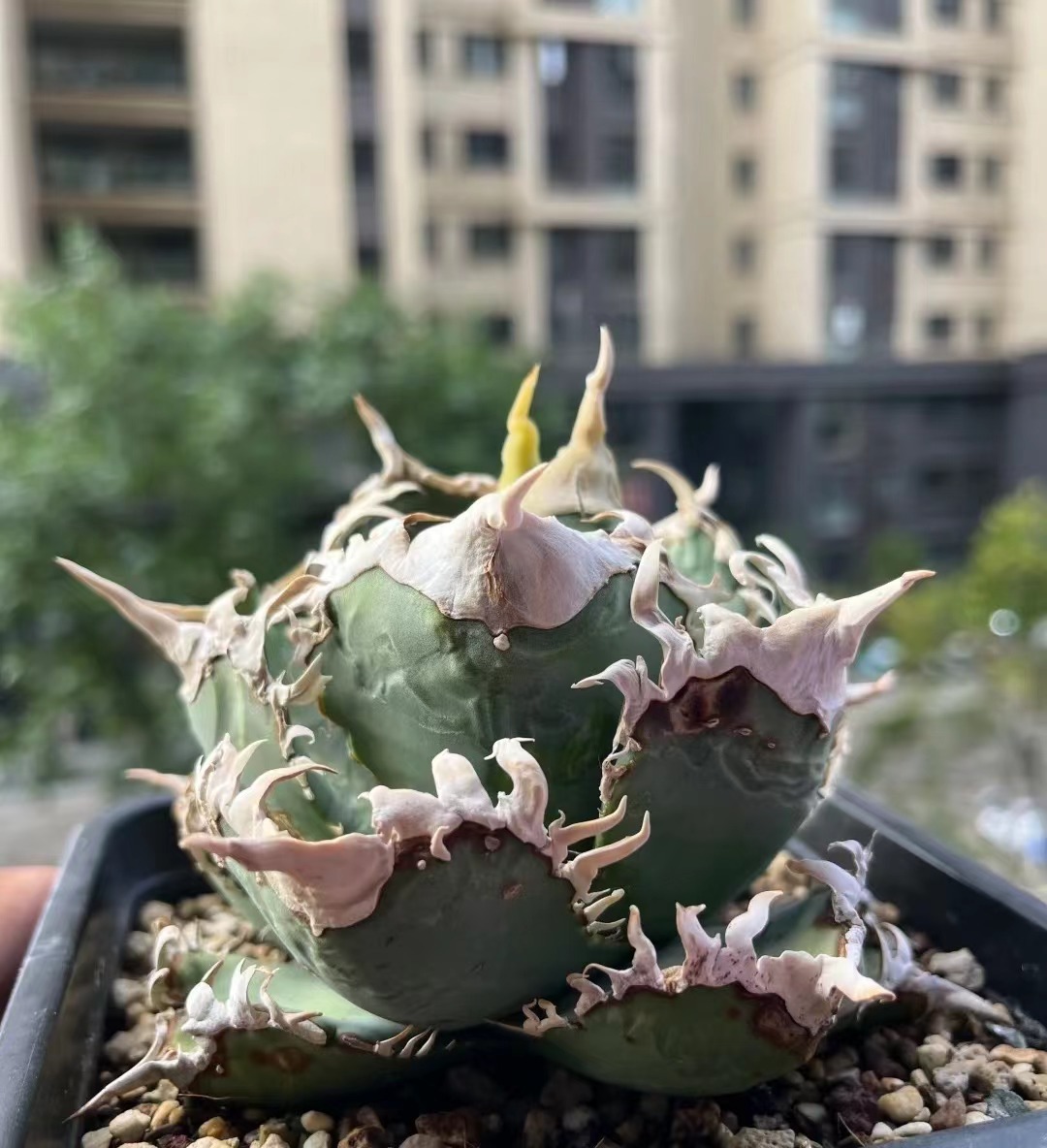AGAVE TITANOTA 台湾ゴジラ⁄白幽霊