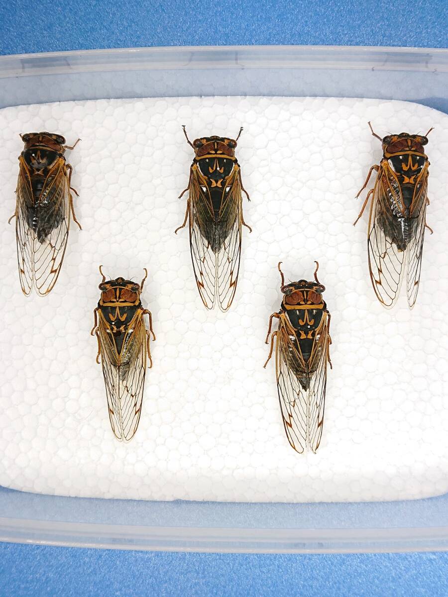 Yahoo!オークション - 国産 昆虫 標本 エゾゼミ 3♂2♀ 5頭セット セミ