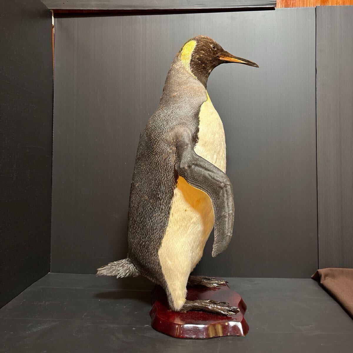 Yahoo!オークション - ペンギン剥製 王様ペンギン キングペンギン 高さ