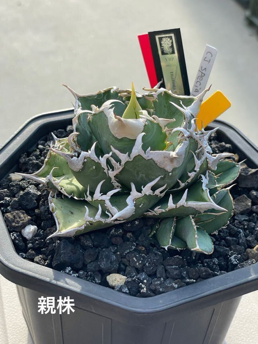 Yahoo!オークション - 【なかの商店産】アガベチタノタCJ Special子株