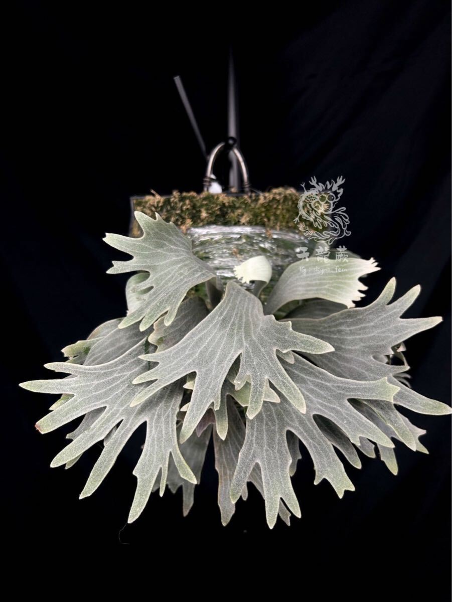 Yahoo!オークション - P. willinckii Spur 骨刺 【OC 子株 株分け】ビ