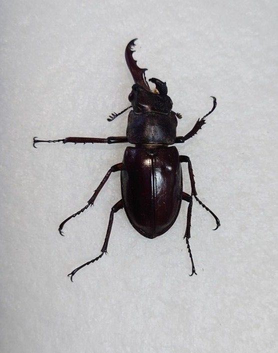 ミヤマクワガタ 雌雄モザイク (雌雄型) 野外採集個体 標本｜Yahoo