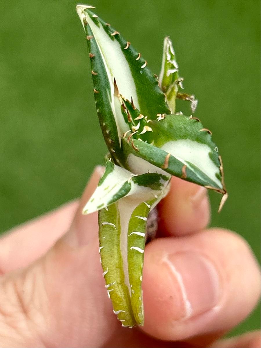 最高級株】太陽神白中斑 斑入り 強棘 アガベ 極上子株｜Yahoo!フリマ