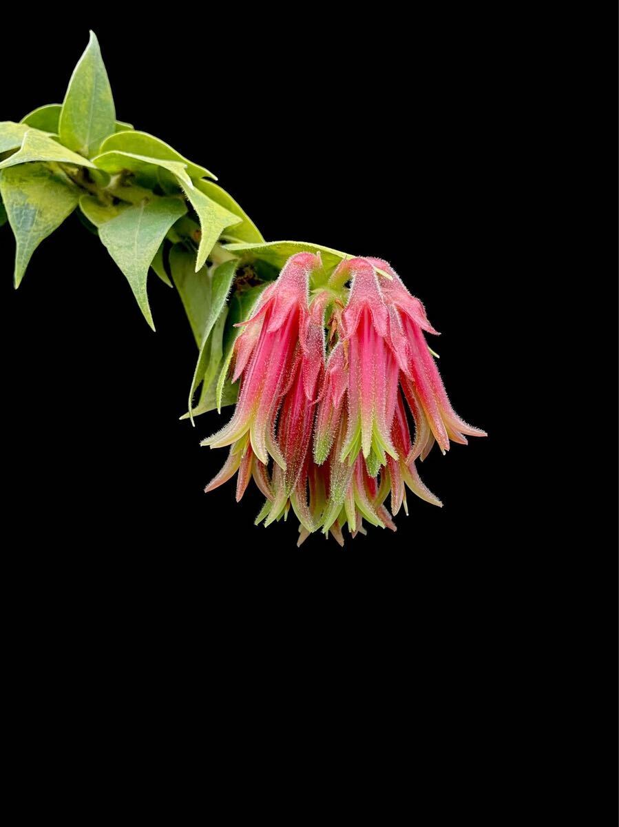 Yahoo!オークション - 南米着生ツツジ Ceratostema callistum