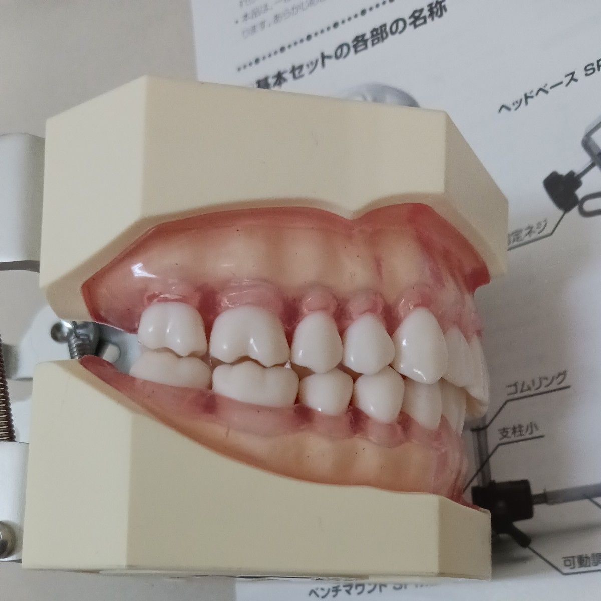 R7 0430 ① 歯科器具機器 顎 模型 技工 歯牙 見本 サンプル診療練習