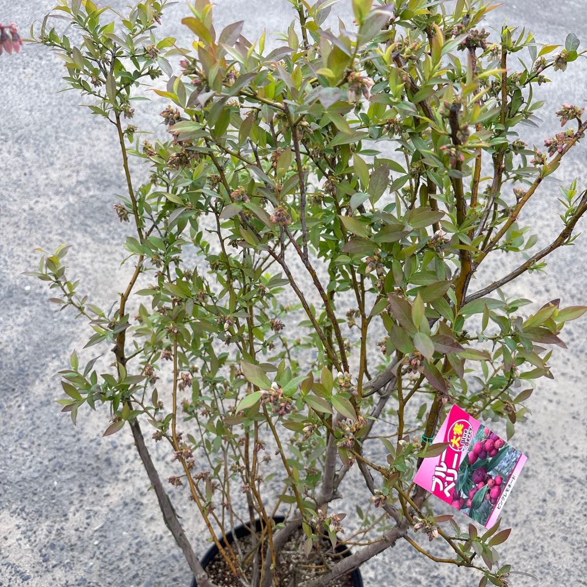 ご注文品 ブルーベリー苗 デライト＆ピンクレモネード 準大苗セット 8