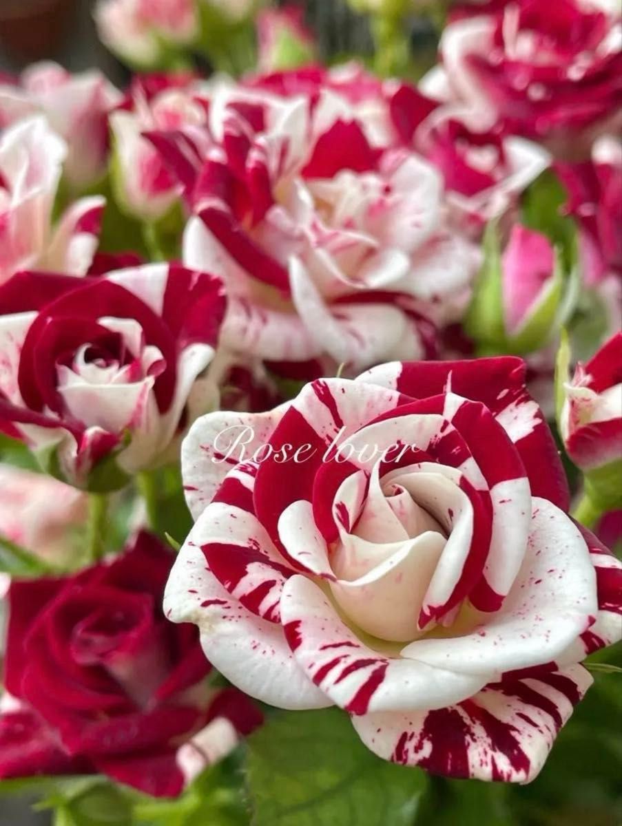 spバラ レア切花品種 薔薇苗 挿し木 赤白絞り ③｜Yahoo!フリマ（旧