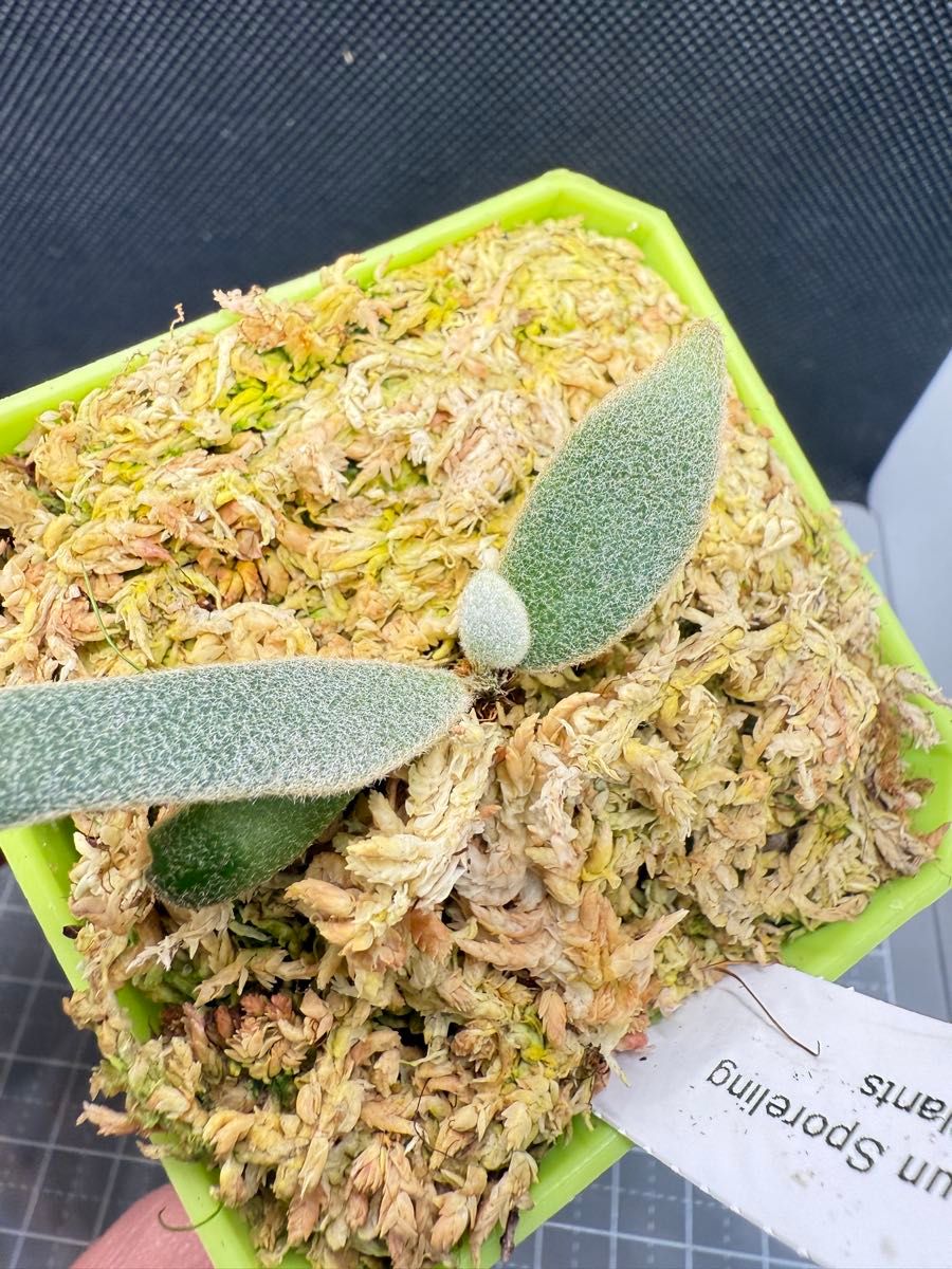 plants33様専用 ビカクシダ P willinckii Aysun'月神' sporeling